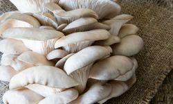 Yenilebilir Sanılan Mantarlar Tehlike Saçıyor: Her 3 Mantardan 1’i Zehirli Çıkabiliyor