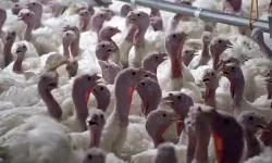 Yılbaşı hindisi 800 ile 1000 lira