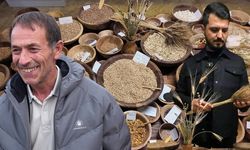 12 bin yıllık Iza buğdayı yeniden toprakla buluştu