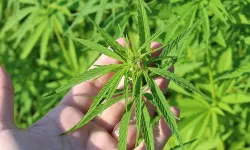 21 İlde Kenevir Üretimi Resmen Başladı: Yeni Yönetmelik Yürürlükte