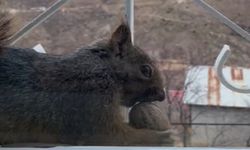 Aç kalan sincaplar pencerelere misafir oluyor