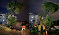 Aydın Nazilli’de fırtına ağaç devirdi, elektrik telleri koptu