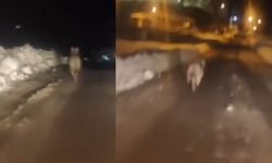 Kahramanmaraş Göksun’da kurt paniği