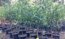 Kahramanmaraş Onikişubat Belediyesi’nden bitki ve fidan alımı için ihale