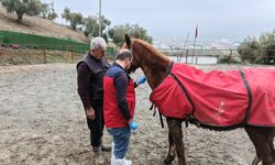 Kahramanmaraş’ta at sağlığı için veterinerler görev başında