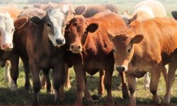 Kahramanmaraş’ta besilik sığır ithalatı başvuruları başladı