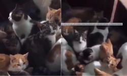 Kahramanmaraş’ta hayırsever vatandaş onlarca kediyi evine aldı