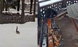 Kahramanmaraş’ta kar altında kalan sokak kedilerine duyarlı destek