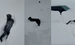 Kahramanmaraş’ta kedinin karla imtihanı