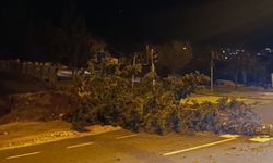Kahramanmaraş’ta Şiddetli Rüzgar Ağaç Devirdi, Elektrik Kablosu Koptu