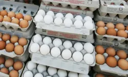 Kahramanmaraş’ta Yumurta Üretimine Yeni Standartlar Getirildi