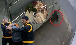 Kediyi ezen sürücü yakalandı! Barınakta çalışma cezası verildi