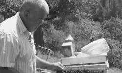 Kestiği ağacın altında kalıp öldü