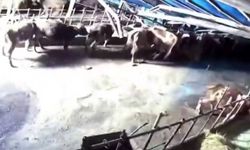 Sivas’ta ahır çöktü, o anlar güvenlik kamerasına yansıdı