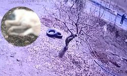 Sokak ortasında köpeği vurdu, güvenlik kamerasına takıldı