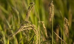 TMO 2026 Çeltik Alım Fiyatlarını Duyurdu