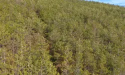 Tüm ormanları sardı, temas edende alerjiye neden oluyor