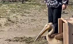 Yaralı Ak Pelikan 5 Aylık Tedavinin Ardından Doğaya Salındı