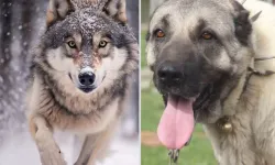 Yasak Aşk! Kurt ile Kangalın Çiftleşmesi Ortaya Acayip Bir Tür Çıkardı