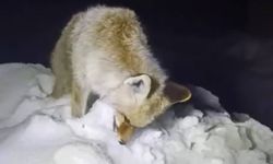 Yüksekova’da Sibirya soğukları: Tilki ayakta dondu