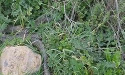 2 Metrelik Yılan Cep Telefonuyla Görüntülendi