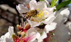 İlk cemre havayı ısıttı! 2026’da suya düşecek ikinci cemre için geri sayım başladı