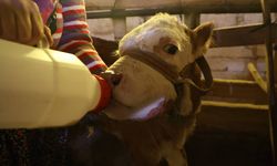 Annesi ölen buzağıyı elleriyle besliyorlar