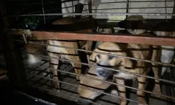 Antalya’da Barınak Sular Altında: 27 Köpek Botlarla Kurtarıldı