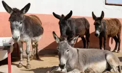 At, eşek, katır azaldı