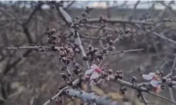 Badem Ağacı Şubat Ayında Çiçek Açtı