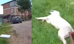 Bahçesine giren sokak köpeğini tüfekle vurup öldürd*