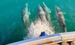 Balıkçı Teknesine Yunus Sürüsü Eşlik Etti