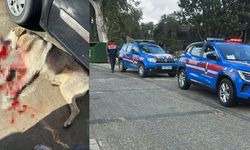 Bodrum'da tavuklarını yiyen köpekleri öldürünce tutuklandı