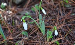 Bu çiçeği koparmanın bedeli 699 bin 245 TL