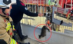 Demir korkulukta mahsur kalan kediyi itfaiye çıkardı