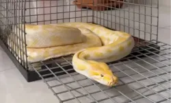 AVM'de sergilenen pitona el konuldu