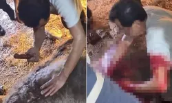 Doğumda zorlanan ineğe ekmek bıçağı ile ameliyat etti