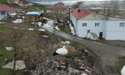 Göç etmeyen leylek, köylülerin yardımına muhtaç