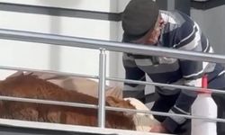 Tokat’ta hasta buzağıya evinde baktı