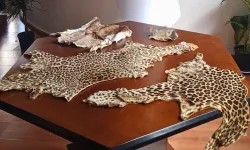 Havalimanı’nda yasa dışı yaban hayvanı ürünleri ele geçirildi