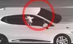 Hayvan hırsızlığı kamerada: Şüpheliler jandarma tarafından yakalandı