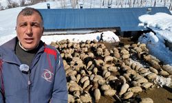 İstanbul’u bırakıp köyüne döndü, sürüsünü 680’e çıkardı