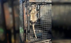 Jandarma Operasyonunda Ruhsatsız Silahlarla Birlikte Maymun Bulundu