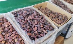 Kahramanmaraş’ta 27 çeşit hurma, iftar sofraları için hazır