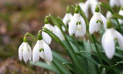 Kahramanmaraş’ta bu çiçeği koparan 700 bin TL ceza ödeyecek