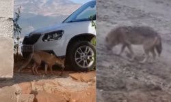 Kahramanmaraş’ta Kurt ve Tilki Kameralara Yansıdı: Doğa Göz Kamaştırıyor