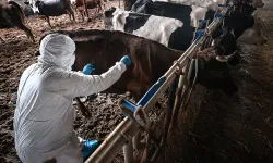 Kahramanmaraş’ta şap hastalığı için aşılama başladı