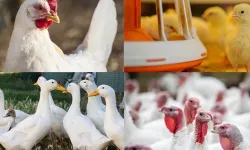 Kanatlı İşletmelerinde Biyogüvenlik Kuralları Güncellendi: Yeni Tebliğ Yayımlandı