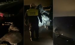 Kayseri-Niğde yolunda kaza: 3 at telef oldu, sürücü yaralandı