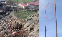 Kopan Elektrik Teli 2 İneğin Ölümüne Neden Oldu